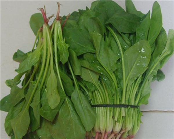 菠 菜-宏信龙生活馆-宏创科技